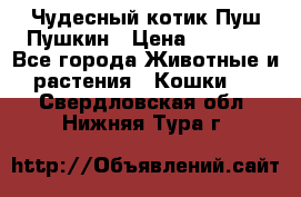 Чудесный котик Пуш-Пушкин › Цена ­ 1 200 - Все города Животные и растения » Кошки   . Свердловская обл.,Нижняя Тура г.